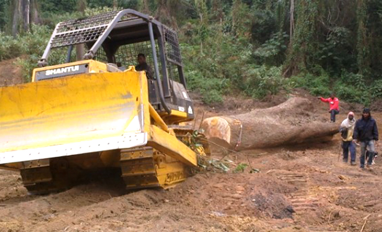 Shantui SD22F  bulldozer works in forest for wood dozing and logging in Argentina